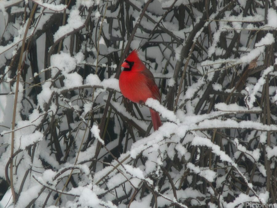 WINTER CARDINAL 3 2026