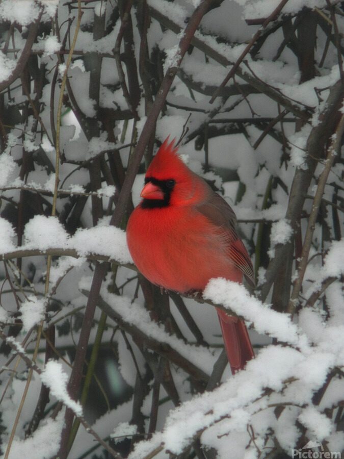 WINTER CARDINAL 6 2026