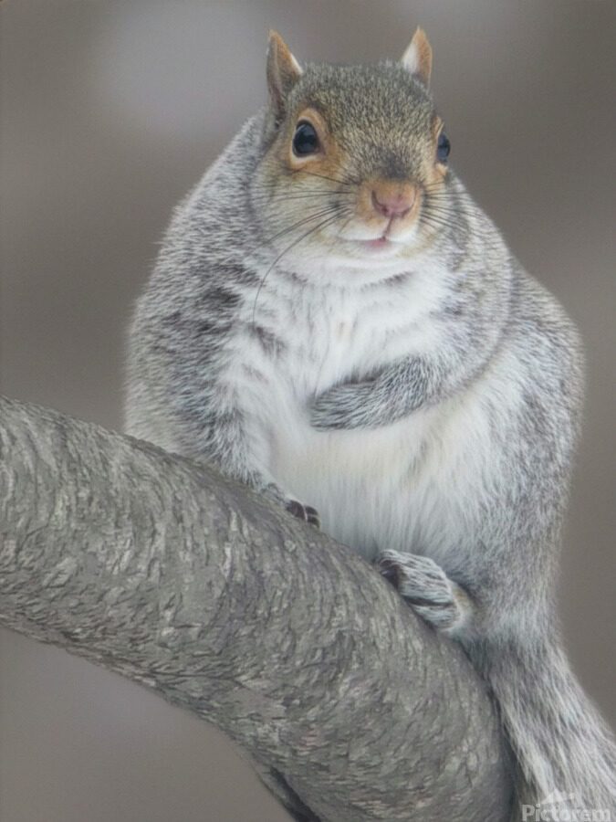 SQUIRREL 4 2026