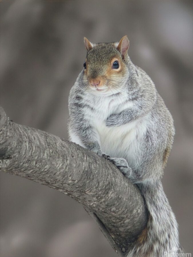 SQUIRREL 2 2026