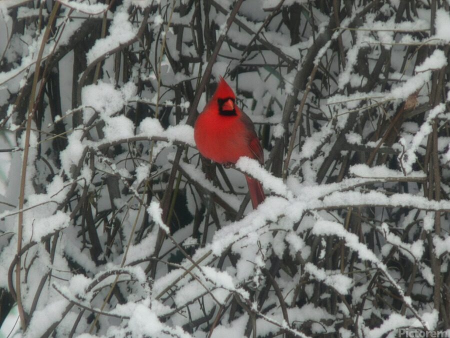 WINGTER CARDINAL 1 2026