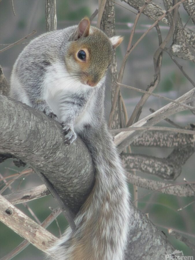 SQUIRREL 1 2026