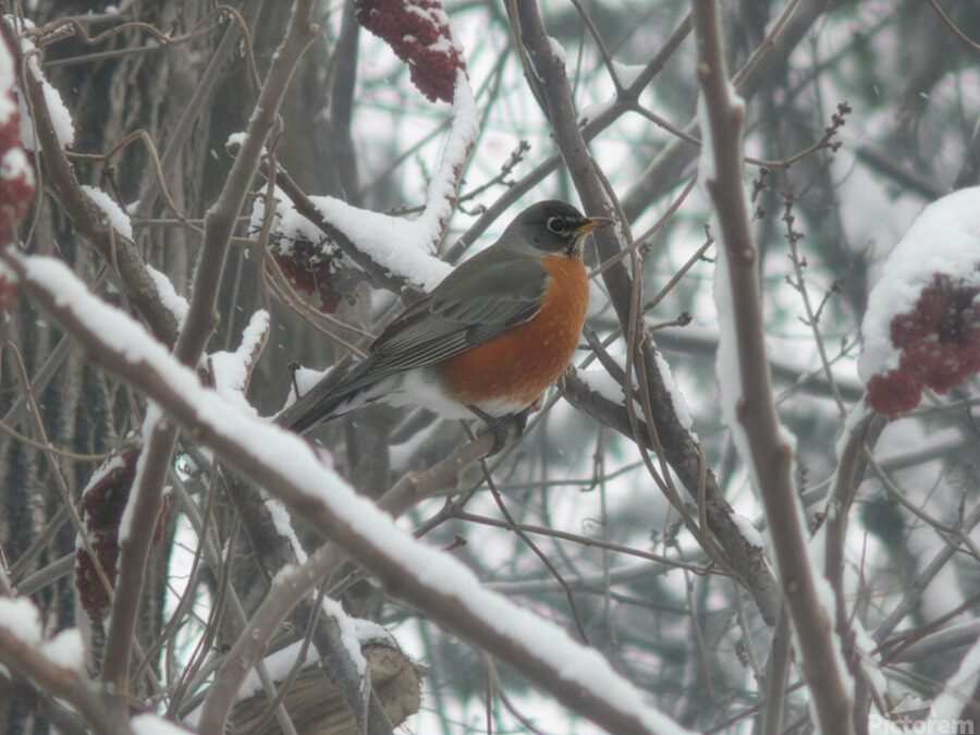 REGULAR BIRD 3 2026