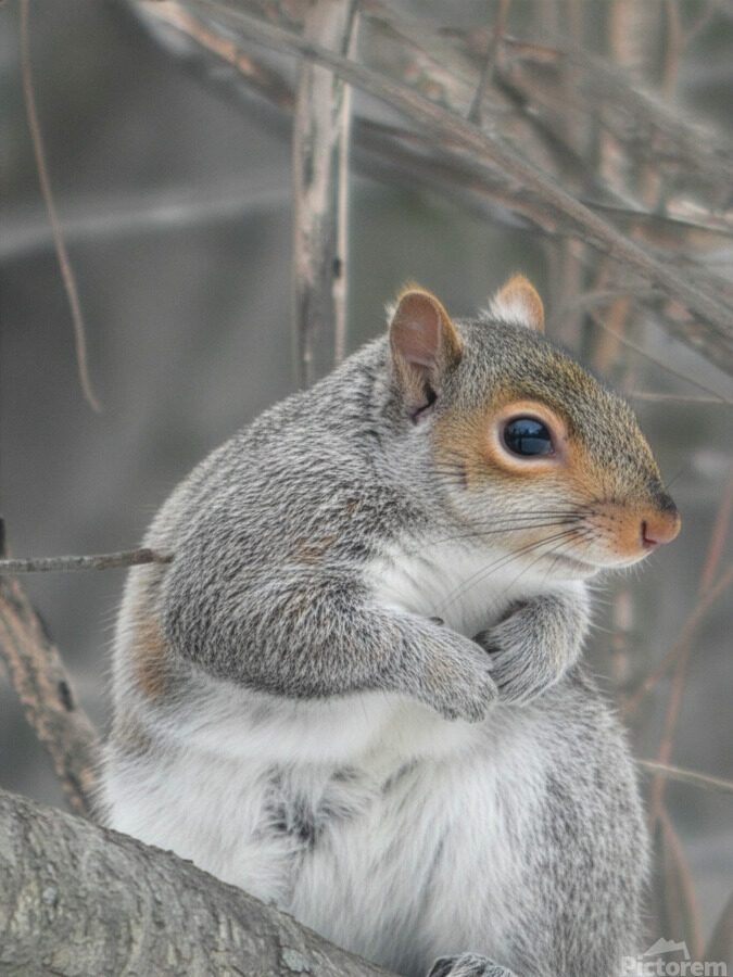 SQUIRREL 5 2026